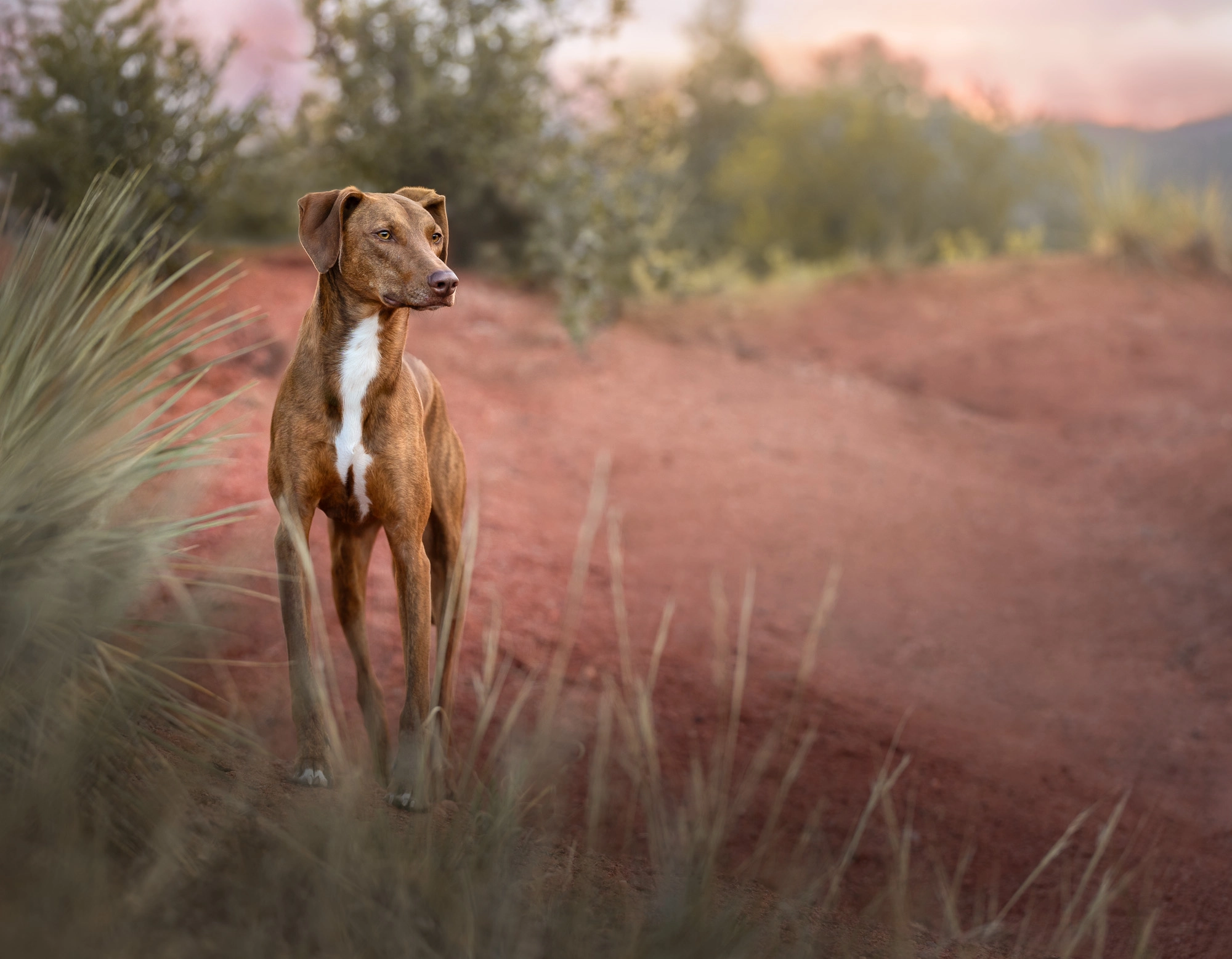 Dog in garden of the gods, red rocks landscape