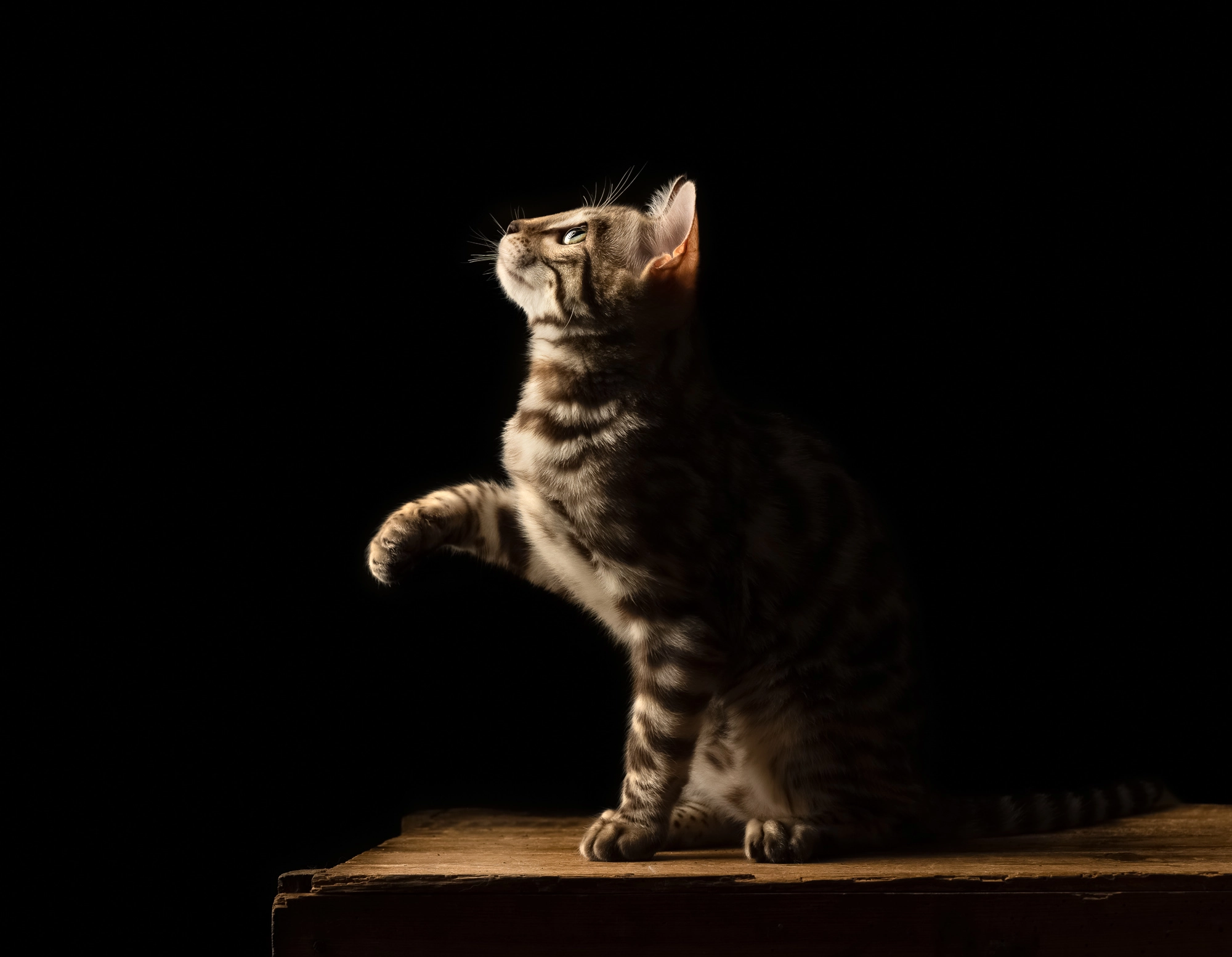 Tabby cat reaching up against a black background, captured in dramatic lighting for a fine art effect.