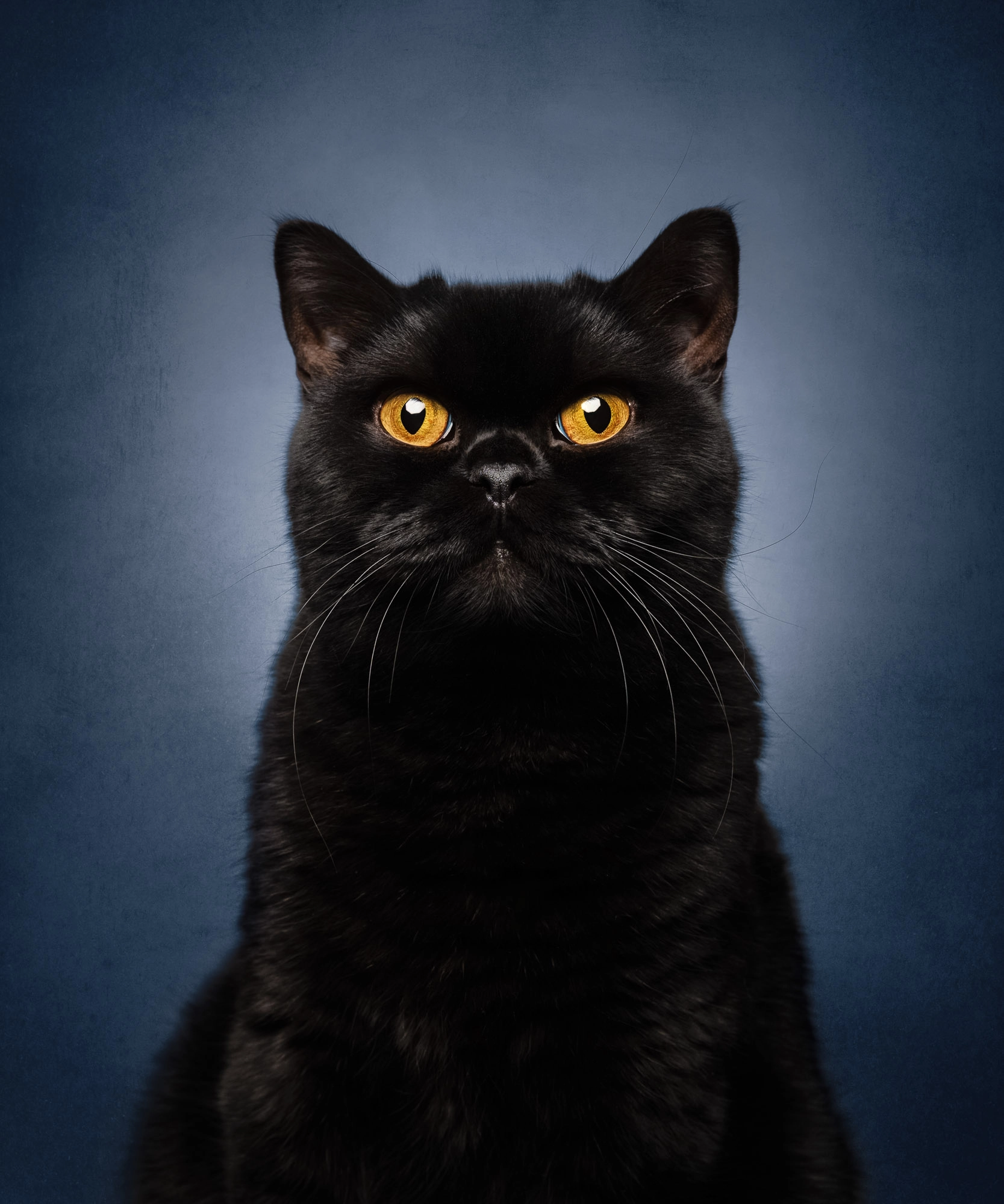 Elegant black cat with golden eyes, posed dramatically against a deep blue background. Luxury pet photography by Kat De Laet, San Diego’s premier fine art cat photographer.