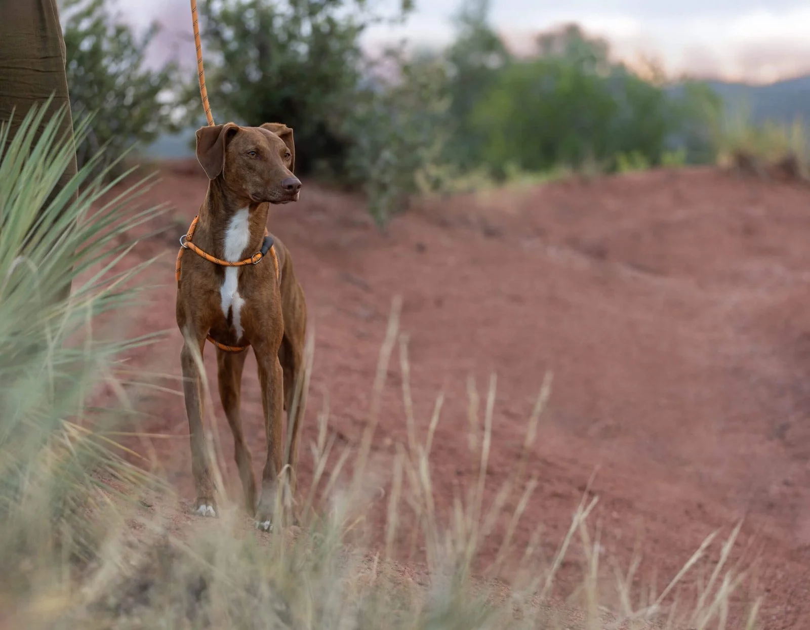 Red dog in garden of the Gods, before editing