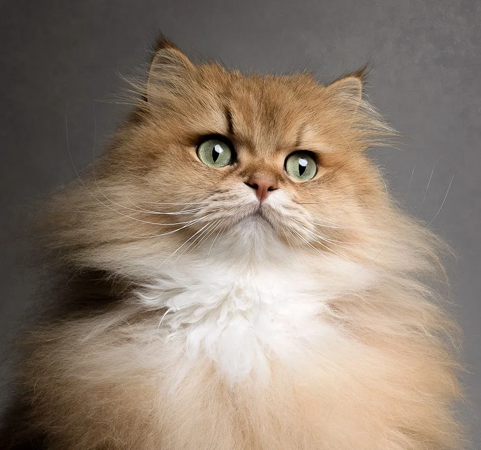 Regal long-haired golden Persian cat with striking green eyes, sitting elegantly against a moody gray backdrop. Luxury pet portrait captured by high-end San Diego pet photographer Kat De Laet.