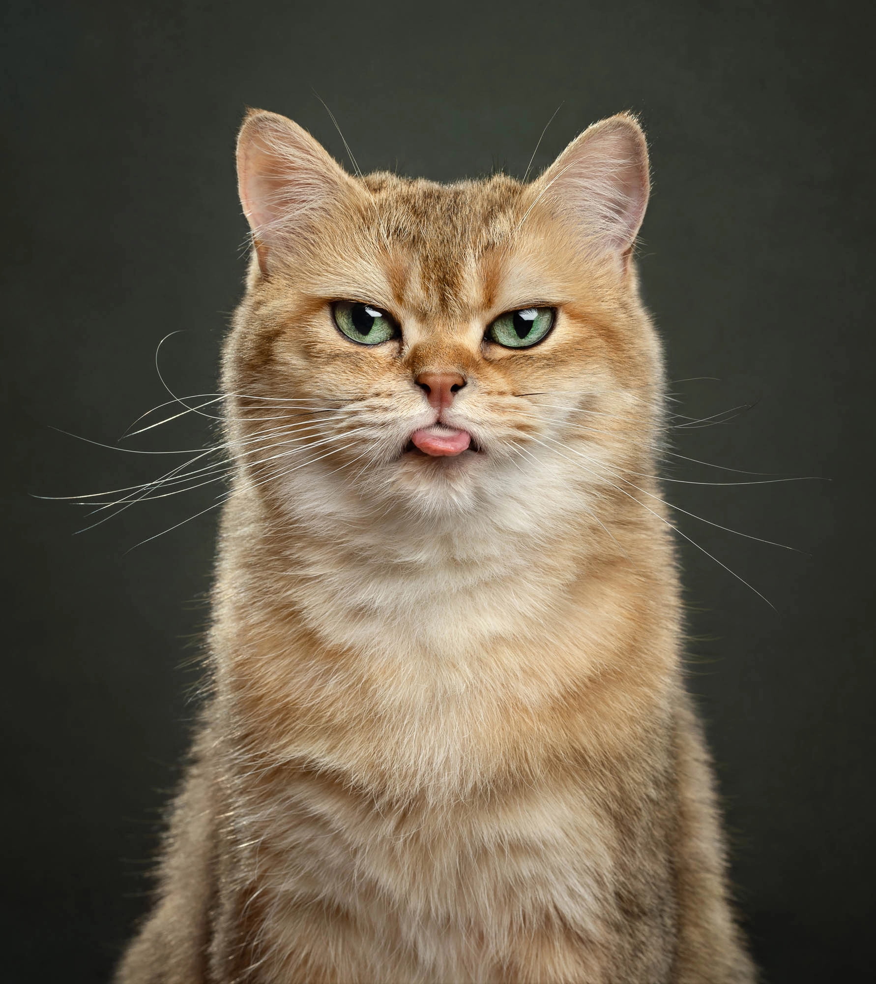 Fluffy orange cat sticking its tongue out in a playful portrait with warm studio lighting.