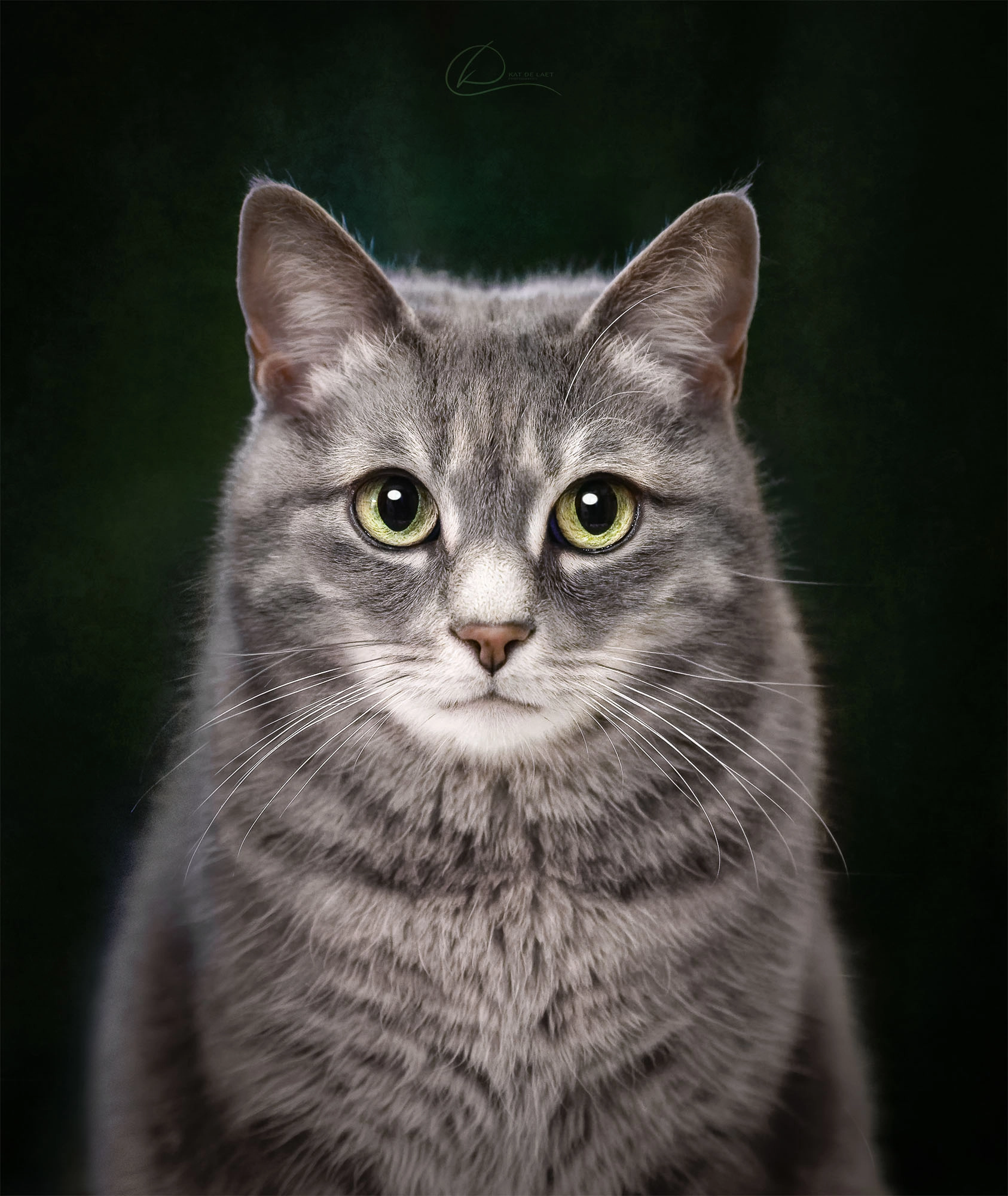 Stunning gray tabby cat with intense green eyes, posed against a deep green artistic background. Fine art feline portrait by Kat De Laet, luxury pet photographer in San Diego.