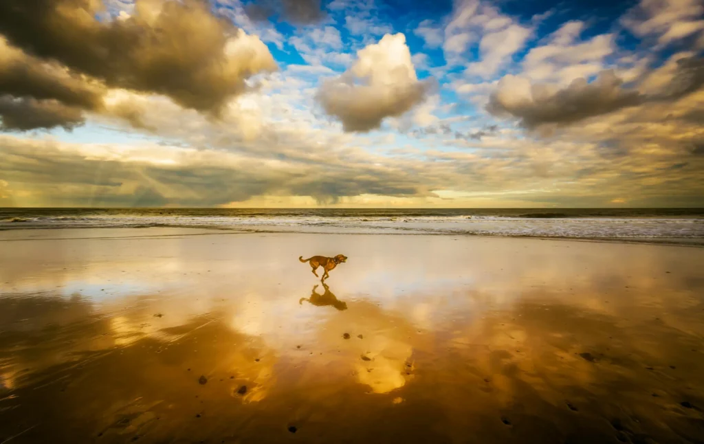 dog running on the beach pet photography